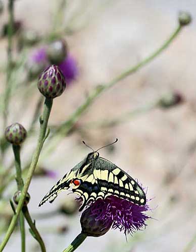    Swallowtail butterfly     (  ). 2013